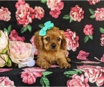 Small Photo #6 Cavalier King Charles Spaniel Puppy For Sale in QUARRYVILLE, PA, USA