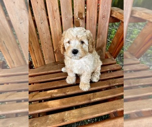 Cavapoo Puppy for Sale in BELDING, Michigan USA