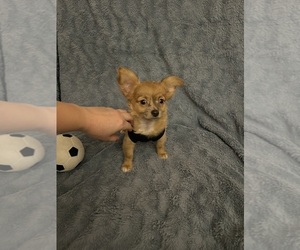 Chihuahua Puppy for sale in PHILADELPHIA, PA, USA