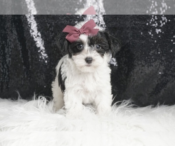 Medium Photo #3 YorkiePoo Puppy For Sale in WARSAW, IN, USA