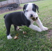 Small Photo #4 Boerboel Puppy For Sale in CROWN POINT, IN, USA