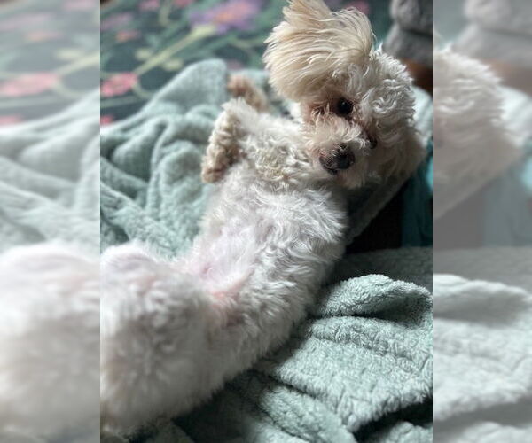 Medium Photo #5 Maltese-Unknown Mix Puppy For Sale in Lake Forest, CA, USA