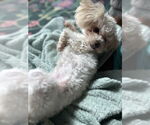 Small Photo #5 Maltese-Unknown Mix Puppy For Sale in Lake Forest, CA, USA