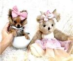 Small #9 Pomeranian