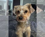 Small #1 Mutt