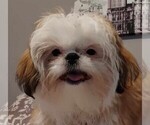 Image preview for Ad Listing. Nickname: Shih Tzu puppy