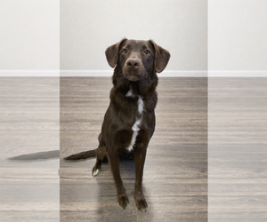 - Mix Dogs for adoption in Dallas, TX, USA