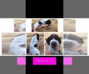 German Shorthaired Pointer Puppy for sale in DOUGLAS, GA, USA
