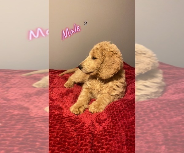 Medium Photo #7 Goldendoodle Puppy For Sale in NORTH VERNON, IN, USA
