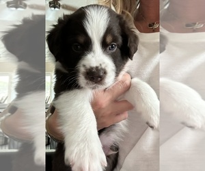 Border-Aussie Puppy for sale in LARGO, FL, USA