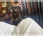Puppy 3 Pug