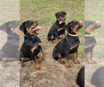 Small #40 Rottweiler