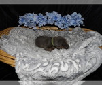 Small Photo #7 Doberman Pinscher Puppy For Sale in COTTON, MN, USA