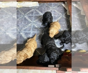 Goldendoodle Puppy for Sale in BRISTOL, Virginia USA