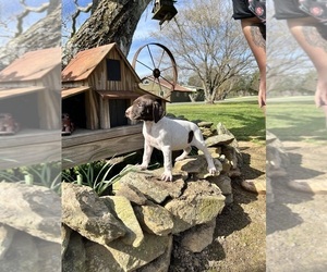 German Shorthaired Pointer Puppy for sale in CHARLOTTE, NC, USA