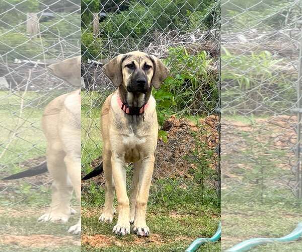 Medium Photo #19 Anatolian Shepherd-Rhodesian Ridgeback Mix Puppy For Sale in Higley, AZ, USA