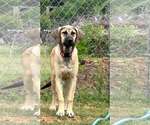 Small #18 Anatolian Shepherd-Rhodesian Ridgeback Mix
