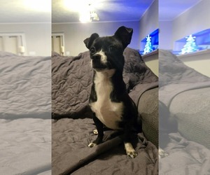Hecate *Arriving 2/20* - Female Jack Chi Dog for Adoption - Photo #4