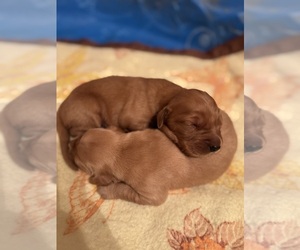 Golden Retriever Puppy for sale in DAVENPORT, IA, USA