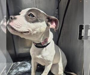 American Staffordshire Terrier-Unknown Mix Dogs for adoption in San Antonio, TX, USA