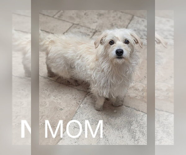 Medium Photo #2 Maltese-Unknown Mix Puppy For Sale in Mesa, AZ, USA