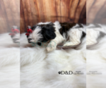 Small Photo #9 Shih Tzu Puppy For Sale in RIPLEY, MS, USA
