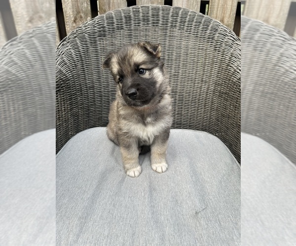 Medium Photo #2 German Shepherd Dog-Siberian Husky Mix Puppy For Sale in HOUSTON, TX, USA