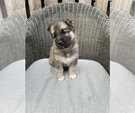 Small Photo #2 German Shepherd Dog-Siberian Husky Mix Puppy For Sale in HOUSTON, TX, USA