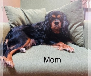 Mother of the Cavalier King Charles Spaniel puppies born on 03/19/2025