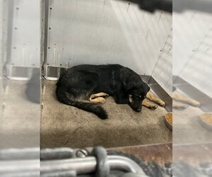 German Shepherd Dog Dogs for adoption in San Bernardino, CA, USA