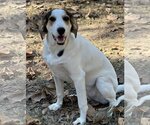 Small #5 Treeing Walker Coonhound Mix