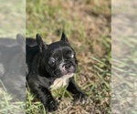 Small Photo #5 French Bulldog Puppy For Sale in MCALLEN, TX, USA