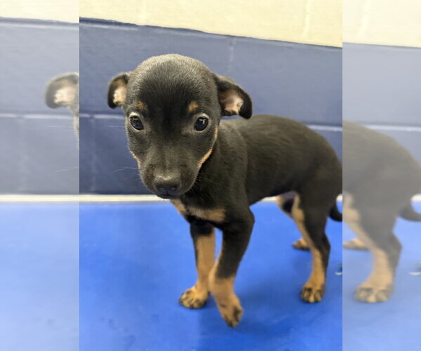 Medium Photo #1 Chihuahua-Unknown Mix Puppy For Sale in Sterling, MA, USA