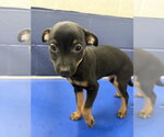 Bubbles 2mo AVA 10/7 Kids 10 + Only - Female Chihuahua-Unknown Mix Dog for Adoption - Small photo