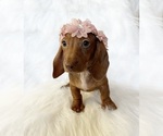 Small #8 Dachshund
