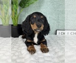 Small #1 Dachshund
