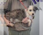 Small Photo #2 Shih Tzu-Unknown Mix Puppy For Sale in Huntley, IL, USA