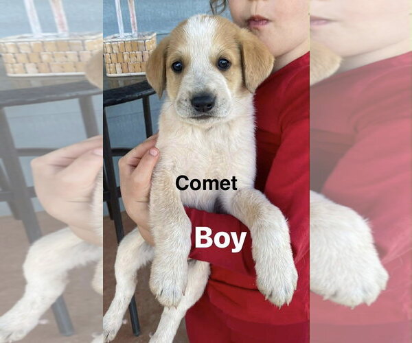 Medium Photo #1 Great Pyrenees-Unknown Mix Puppy For Sale in Winter Park, CO, USA
