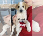 Small Great Pyrenees Mix