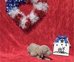 Small #17 Weimaraner