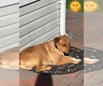 Small #18 Labrador Retriever Mix