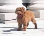 Small Photo #6 Goldendoodle-Unknown Mix Puppy For Sale in FULLERTON, CA, USA