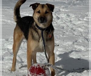 German Shepherd Dog-Unknown Mix Dogs for adoption in Mt. Airy, MD, USA