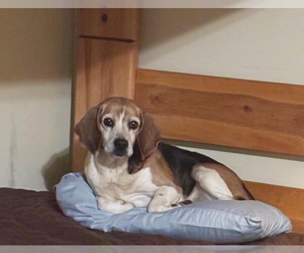 Medium Photo #3 Beagle Puppy For Sale in Rootstown, OH, USA