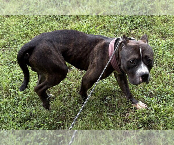 Medium Photo #1 Mutt Puppy For Sale in Glen Allen, VA, USA