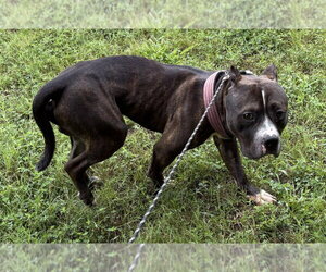 Mutt Dogs for adoption in Glen Allen, VA, USA