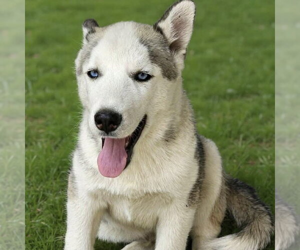 Medium Photo #4 Siberian Husky Puppy For Sale in Spring Lake, NC, USA