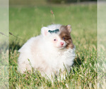 Small Photo #8 Pomeranian Puppy For Sale in WARSAW, IN, USA