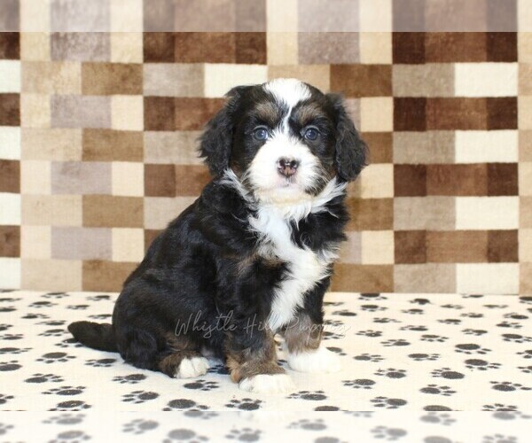 Medium Photo #4 Bernedoodle (Miniature) Puppy For Sale in DENVER, PA, USA