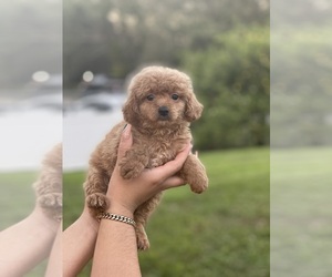 Poodle (Toy) Puppy for sale in TAMPA, FL, USA